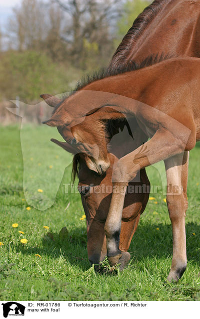 mare with foal / RR-01786