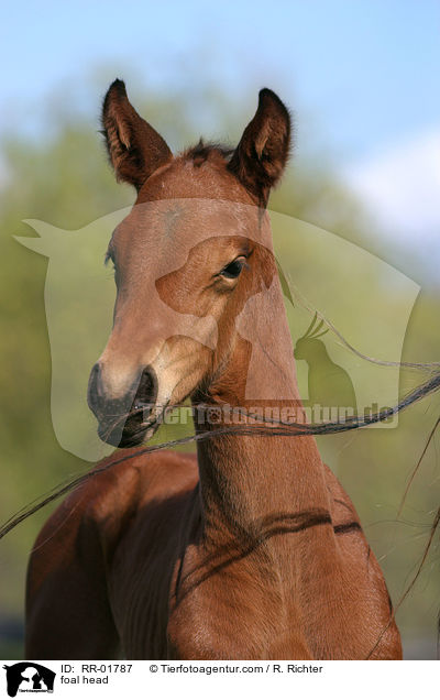 Fohlen Portrait / foal head / RR-01787