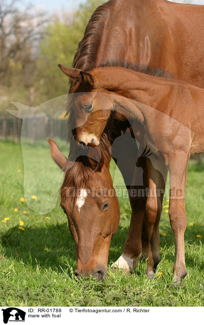 Stute mit Fohlen / mare with foal / RR-01788