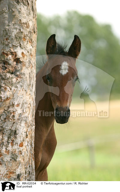 Fohlen im Portrait / foal portrait / RR-02034