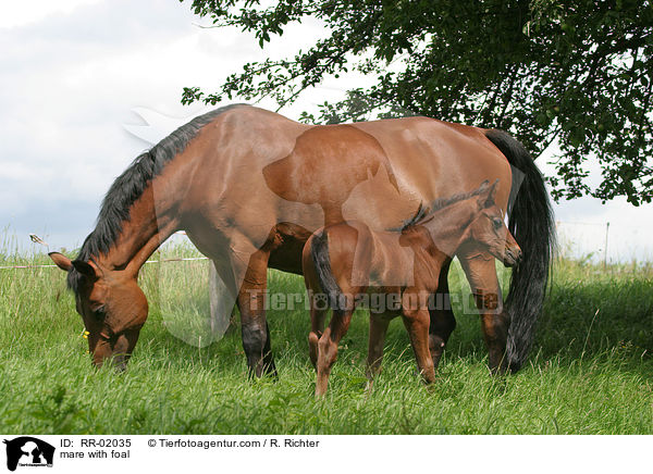 mare with foal / RR-02035