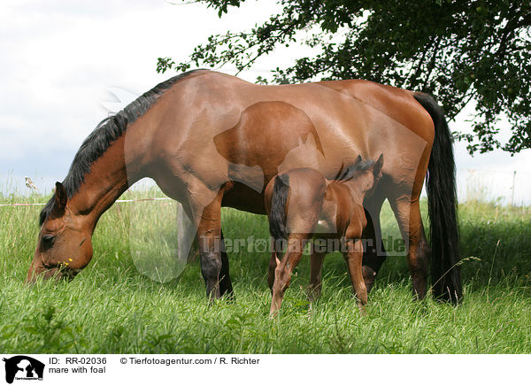 Stute mit Fohlen / mare with foal / RR-02036