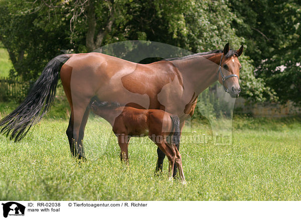 mare with foal / RR-02038