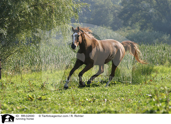 Pferd im Galopp / running horse / RR-02690