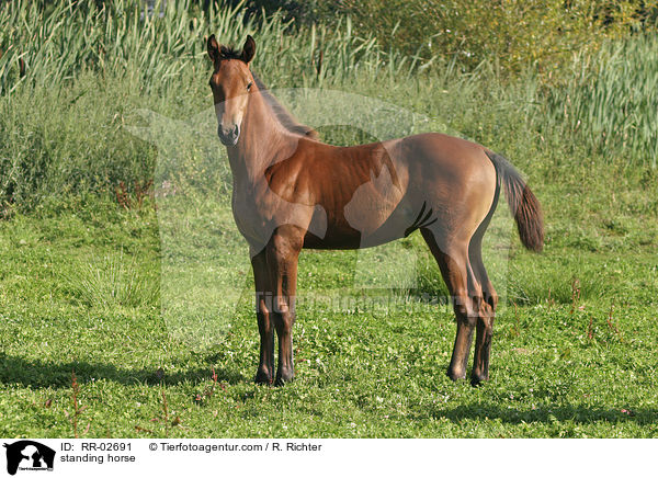stehendes Pferd / standing horse / RR-02691