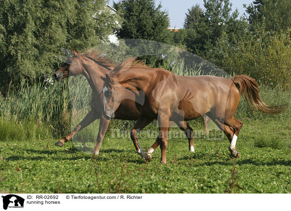 rennende Pferde / running horses / RR-02692
