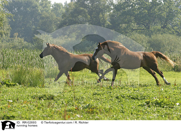 rennende Pferde / running horses / RR-02693
