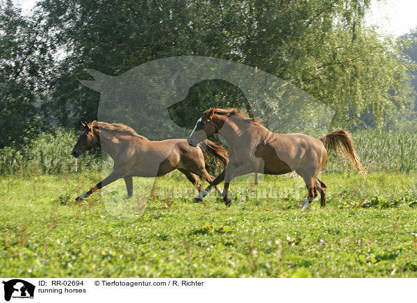 rennende Pferde / running horses / RR-02694