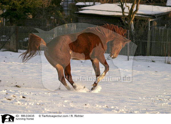 rennendes Pferd / running horse / RR-03635