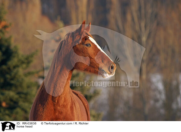 Pferdeportrait / horse head / RR-03636