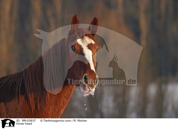 Pferdeportrait / horse head / RR-03637