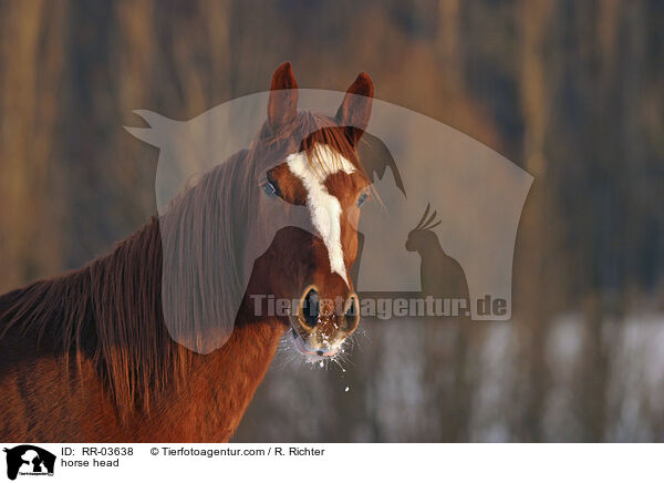 Pferdeportrait / horse head / RR-03638