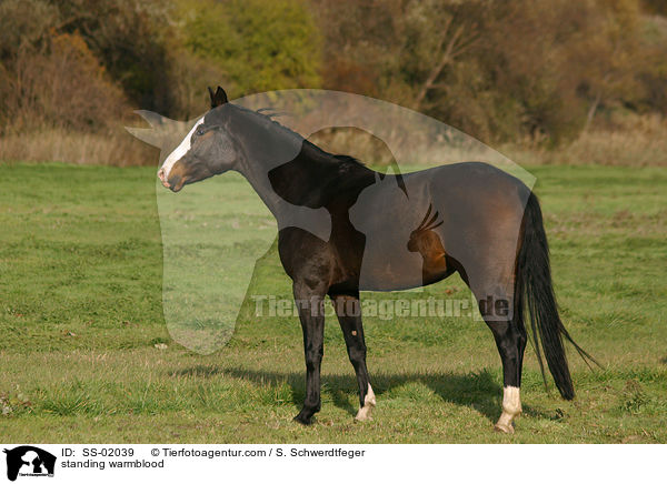 standing warmblood / SS-02039