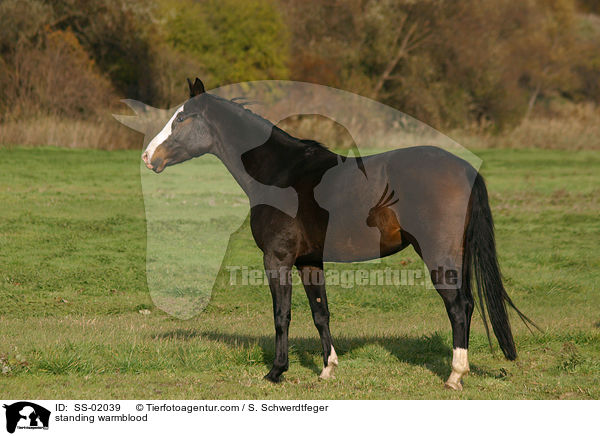 stehendes Warmblut / standing warmblood / SS-02039