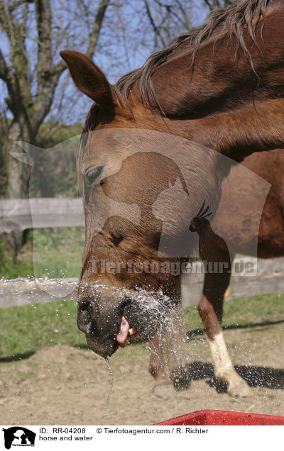 Pferd spielt mit Wasser / horse and water / RR-04208