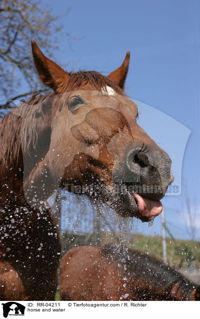 Pferd spielt mit Wasser / horse and water / RR-04211