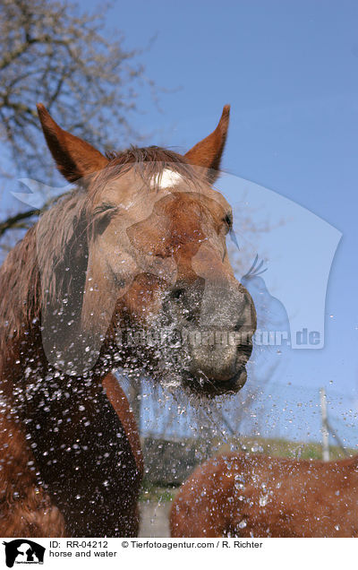 Pferd spielt mit Wasser / horse and water / RR-04212