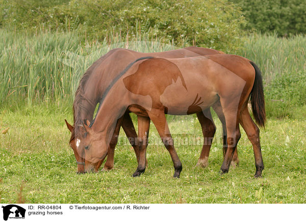 grasende Pferde / grazing horses / RR-04804