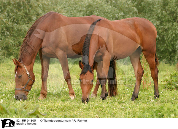 grasende Pferde / grazing horses / RR-04805