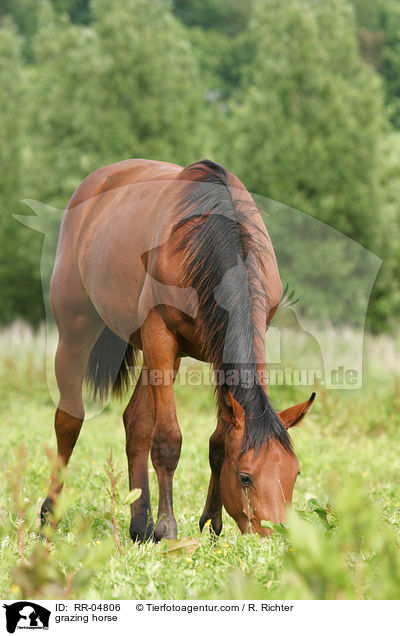 grasendes Pferd / grazing horse / RR-04806