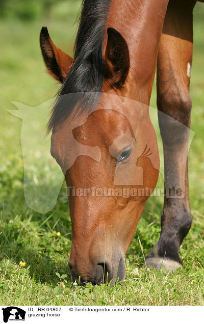 grasendes Pferd / grazing horse / RR-04807