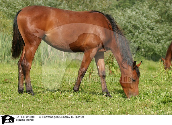 grasendes Pferd / grazing horse / RR-04808
