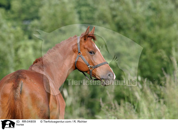 Pferd mit Sommerekzem / horse / RR-04809