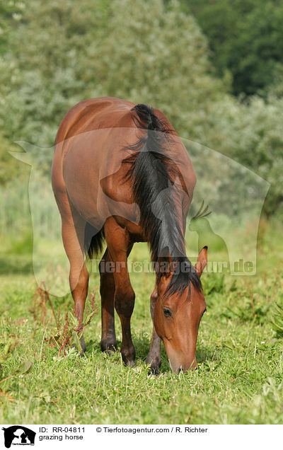 grasendes Pferd / grazing horse / RR-04811