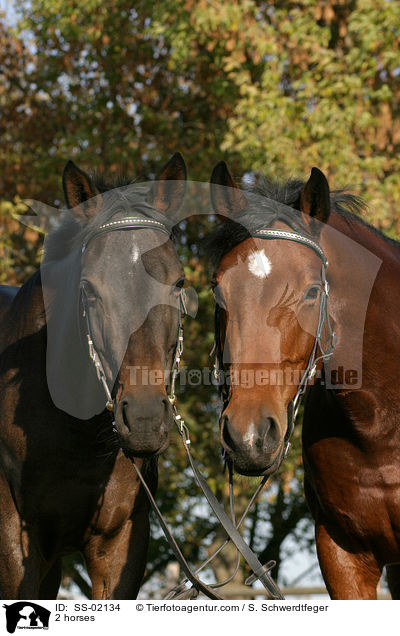 2 horses / SS-02134