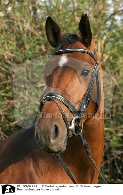 Brandenburger Portrait / Brandenburgian horse portrait / SS-02291