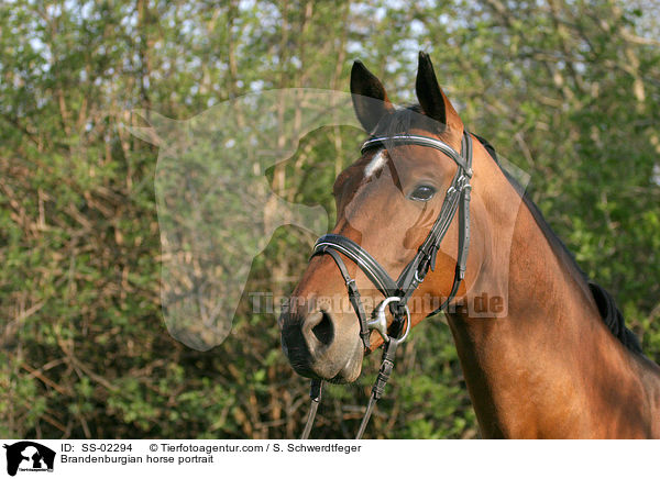 Brandenburger Portrait / Brandenburgian horse portrait / SS-02294