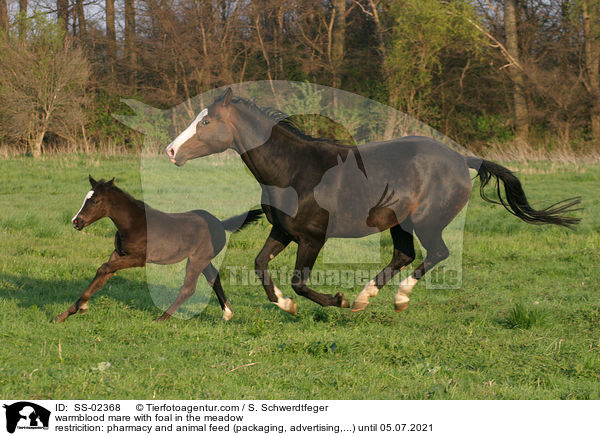 Warmblut Stute mit Fohlen auf der Weide / warmblood mare with foal in the meadow / SS-02368