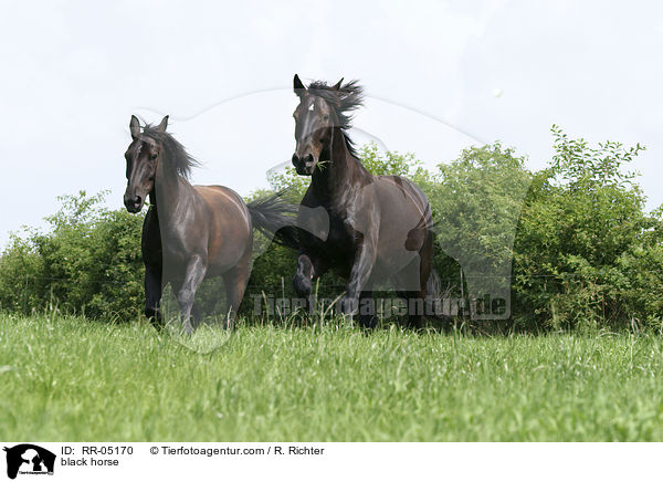 Schweres Warmblut / black horse / RR-05170