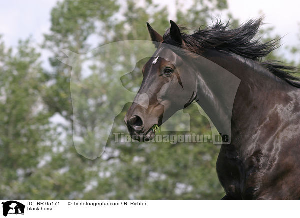 Schweres Warmblut / black horse / RR-05171