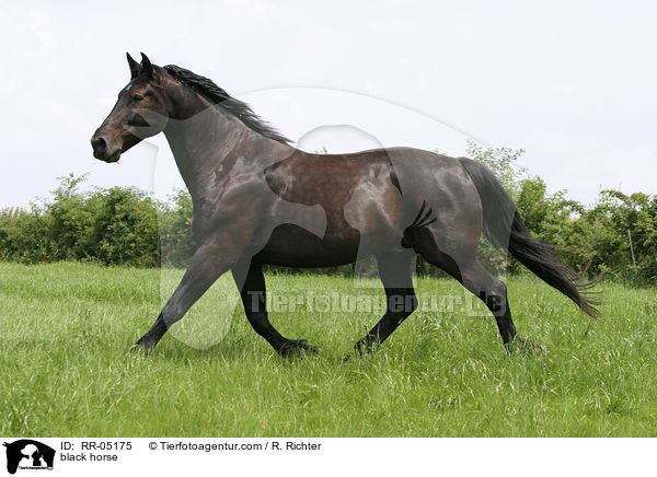black horse / RR-05175