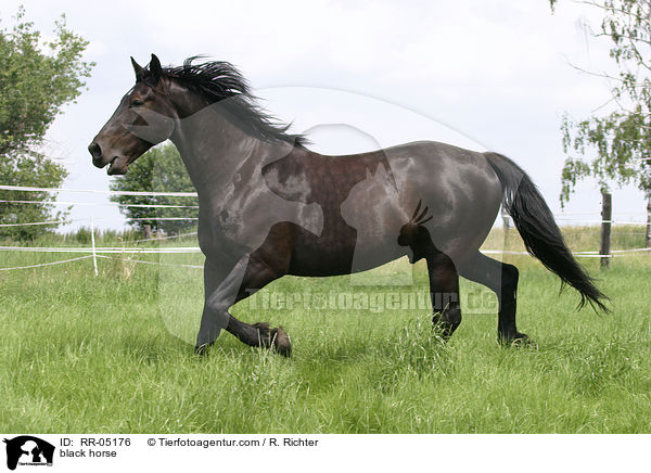 Schweres Warmblut / black horse / RR-05176