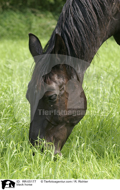 Schweres Warmblut / black horse / RR-05177