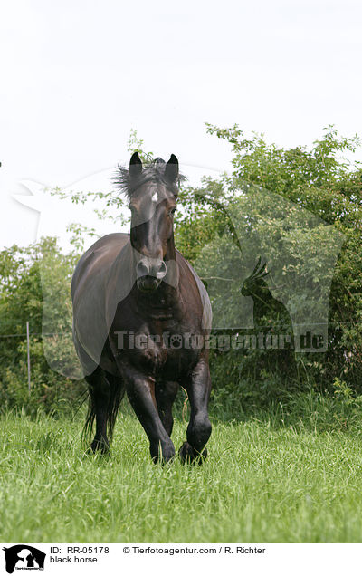 black horse / RR-05178