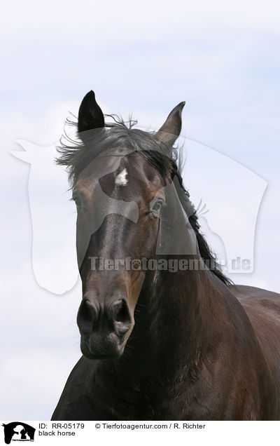 Schweres Warmblut / black horse / RR-05179