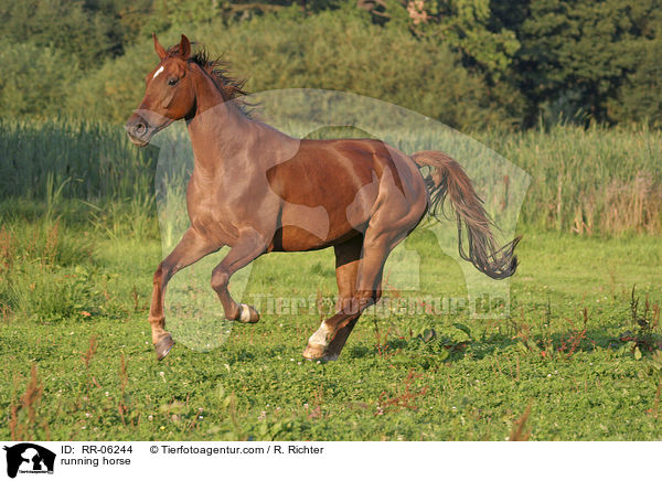 Pferd im Galopp / running horse / RR-06244