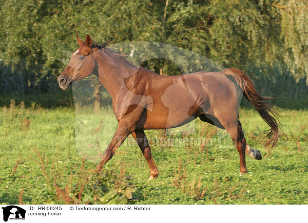 Pferd im Galopp / running horse / RR-06245