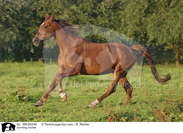 Pferd im Galopp / running horse / RR-06246