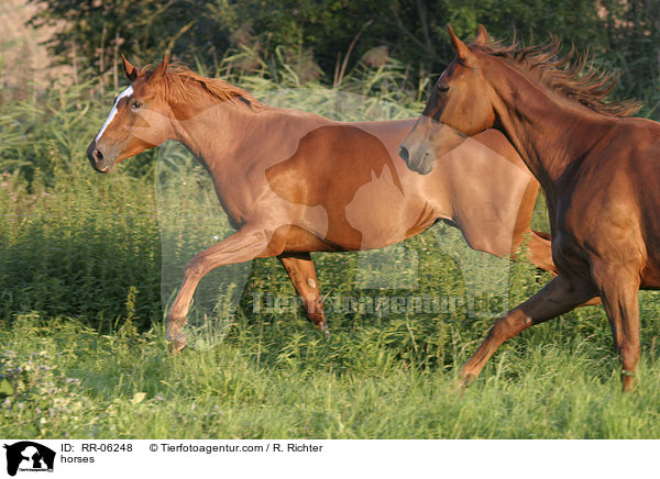 horses / RR-06248