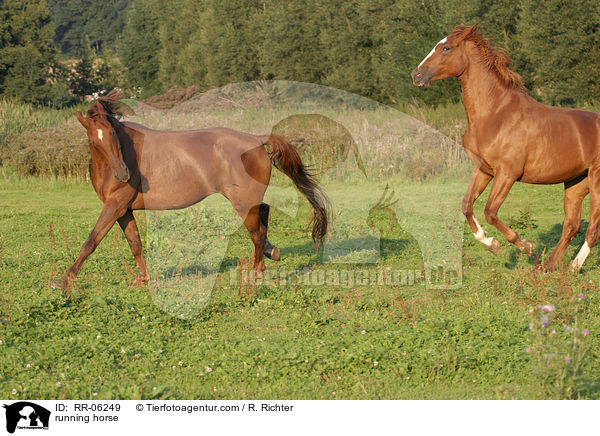 running horse / RR-06249