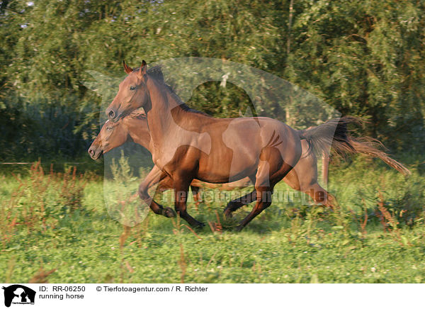 Pferd im Galopp / running horse / RR-06250