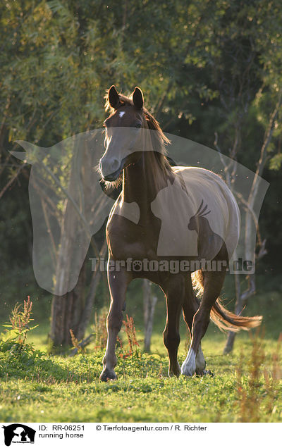 trabendes Pferd / running horse / RR-06251