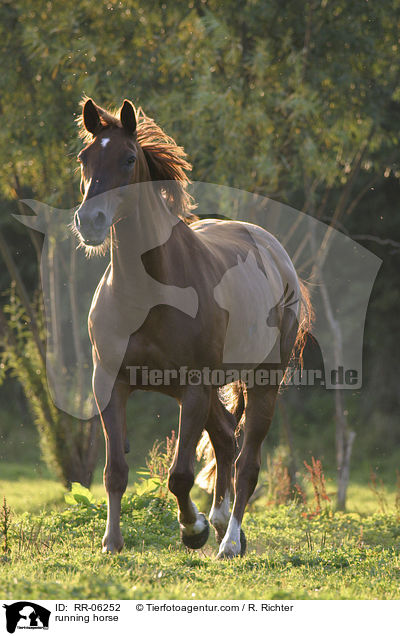 trabendes Pferd / running horse / RR-06252