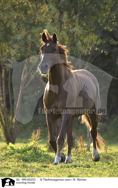 trabendes Pferd / running horse / RR-06253