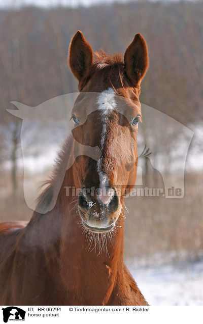 Pferd im Portrait / horse portrait / RR-06294
