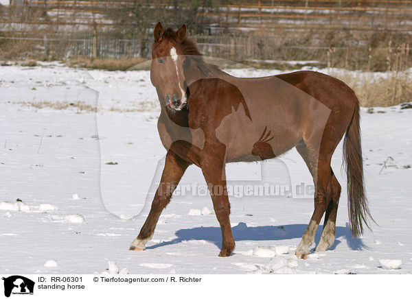 stehendes Pferd / standing horse / RR-06301